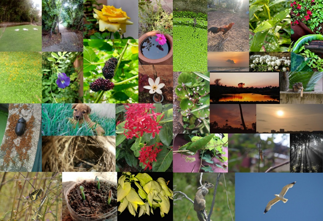 Nature photography contest